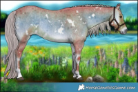 Horse Color:Watercolor White Spotted Chocolate Palomino Roan Onyx