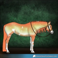 Horse Color:Watercolor White Spotted Liver Red Onyx Rabicano 