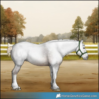 Horse Color:Gray White Spotted Liver Chestnut Tobiano 