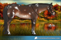 Horse Color:White Spotted Liver Chestnut Sabino