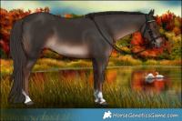 Horse Color:Liver Chestnut Tobiano 