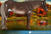 Horse Color:White Spotted Liver Chestnut 