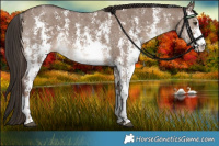 Horse Color:Liver Red Dun Sabino 
