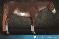 Horse Color:White Spotted Liver Chestnut Frame 