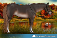 Horse Color:Liver Chestnut Tobiano 