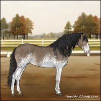 Horse Color:White Spotted Liver Red Dun 