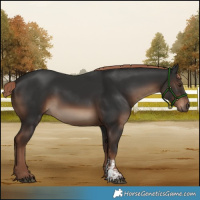 Horse Color:Liver Chestnut Sabino