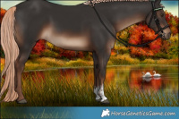 Horse Color:Liver Chestnut Sabino Rabicano 