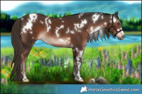 Horse Color:White Spotted Liver Chestnut 