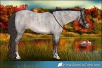 Horse Color:Liver Red Roan Rabicano 