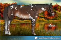 Horse Color:White Spotted Liver Chestnut 