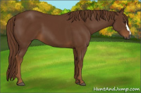 Horse Color:Gray Chestnut 