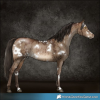 Horse Color:Gray White Spotted Brown Pearl Dun Brindle