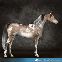 Horse Color:Gray White Spotted Brown Pearl Dun Brindle 