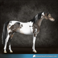 Horse Color:Gray White Spotted Brown Dun Tobiano Brindle