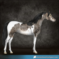Horse Color:Gray Brown Dun Sabino Tobiano Brindle 