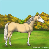 Horse Color:Palomino Sabino
