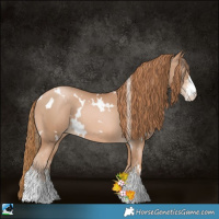 Horse Color:White Spotted Chestnut Pearl Sabino 
