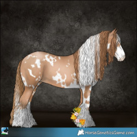 Horse Color:White Spotted Chestnut Pearl Sabino 