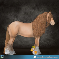 Horse Color:Bay Pearl Sabino 