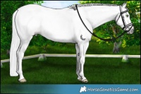 Horse Color:Gray Gold Champagne Appaloosa 
