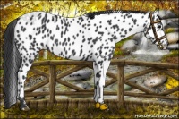 Horse Color:Black Near Leopard 