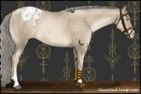 Horse Color:Chocolate Palomino Pearl Mushroom Appaloosa