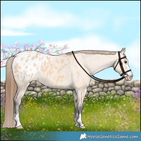 Horse Color:Bay Dun Appaloosa 