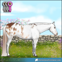 Horse Color:Bay Dun Appaloosa Brindle 