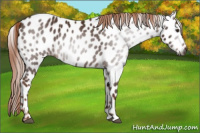 Horse Color:Gray Chestnut Appaloosa 