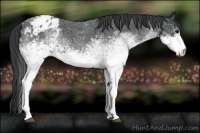 Horse Color:White Spotted Blue Roan Appaloosa 