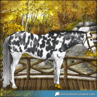 Horse Color:Black Splash Near Leopard 