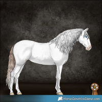 Horse Color:White Spotted Bay Splash Appaloosa 