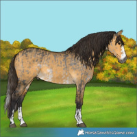 Horse Color:Gray Platinum Buckskin Dun  and Buckskin Dun 