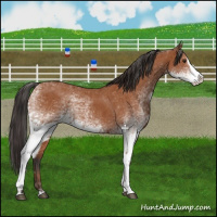 Horse Color:White Spotted Bay Splash  and White Spotted Bay Splash 