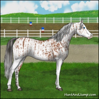 Horse Color:White Spotted Bay Splash  and White Spotted Bay Splash 
