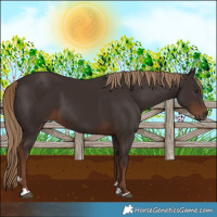 Horse Color:Liver Chestnut 
