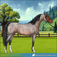 Horse Color:Brown Roan 