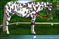 Horse Color:Liver Chestnut Appaloosa Rabicano 