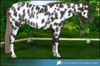 Horse Color:Liver Chestnut Appaloosa Rabicano 