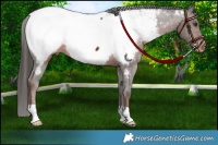 Horse Color:Liver Chestnut Near Fewspot 