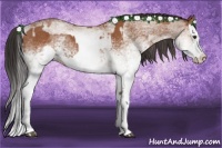 Horse Color:White Spotted Bay Splash  and White Spotted Bay Splash 