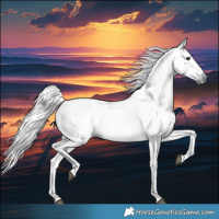 Horse Color:Gray Brown Sabino Splash Appaloosa  and Gray Buckskin Sabino Splash Appaloosa 