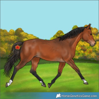 Horse Color:Unknown 