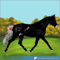 Horse Color:Silver Black Near Leopard Rabicano 