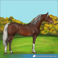 Horse Color:Silver Brown Tobiano 