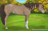 Horse Color:Classic Champagne 