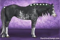 Horse Color:Black Sabino  and Black Sabino Splash 