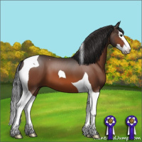 Horse Color:Bay Splash Tobiano