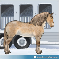 Horse Color:White Spotted Chocolate Palomino Roan Dun Brindle